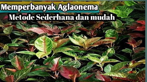 Cara Memperbanyak Aglaonema Dengan Metode Yang Sederhana Dan Mudah