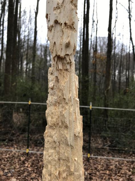 Woodpecker Damage To Dead Tree Walter Reeves The Georgia Gardener