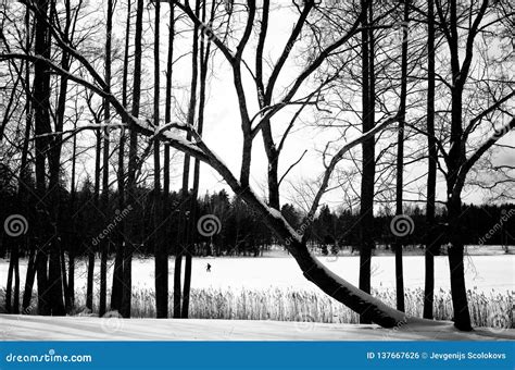 Black and White Winter Landscape Stock Photo - Image of trees, snow ...