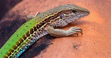 10 Invasive Lizards in 2024 (Most Are In Florida!) - A-Z Animals