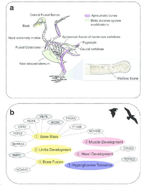 Skeleton Adaptations In Birds And Mammals And Adaptive Selection In Download Scientific Diagram