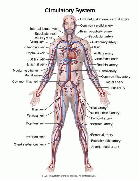 Cardiovascular System Function | Cardio Health Research