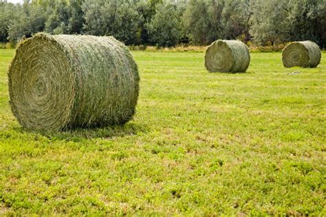 Large Round Hay Bales Stock Image Image Of Flora Field 13121149