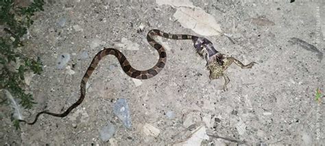 Southwestern Cat Eyed Snake From Tlacolula Chicontepec Veracruz On