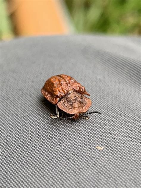 Water Rove Scarab Long Horned Leaf And Snout Beetles From Lushoto