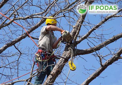 If Podas Poda E Remoção De Árvores Em São Paulo