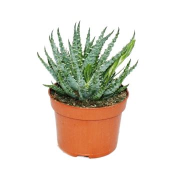 Aloe Humilis Aloe Mit Knospen Cm Topf Exotenherz