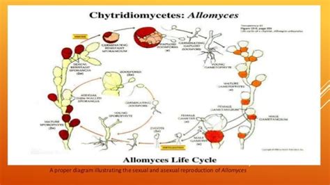 Chytridiomycetes