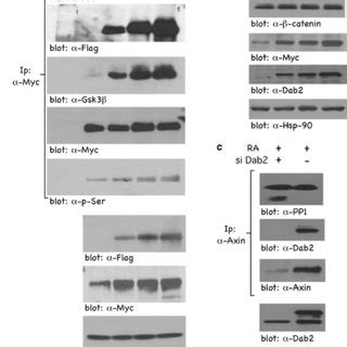 Use Of The Tet On Inducible System To Express Axin A Diagram For The