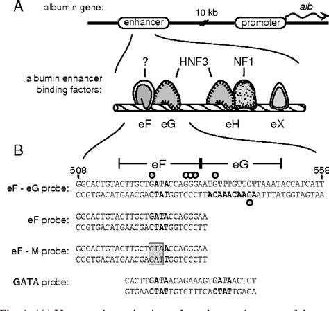 Figure From Gata Transcription Factors As Potentiators Of Gut