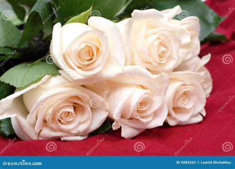 Bouquet Of Cream Roses Stock Photo Image Of Flowers Romance 5084262