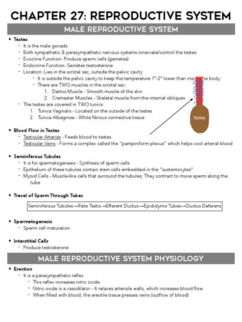 Chapter 27 Reproductive System Pdf Testicle Ovary