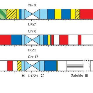 A C Structure and evolution of α satellite DNA AS A Phylogeny of