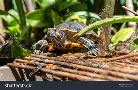 red eared slider turtle habitat stock photo  shutterstock