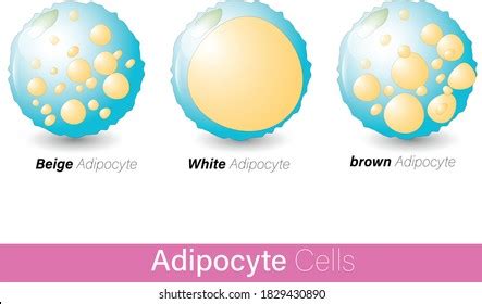 351 Adipocyte Anatomy Images Stock Photos Vectors Shutterstock