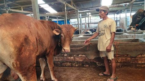 4 953 Ekor Sapi Terjangkit Di Tuban Terinfeksi PMK