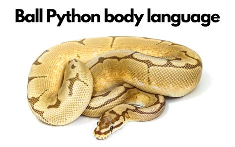 Ball Python Body Language How To Understand And Use It