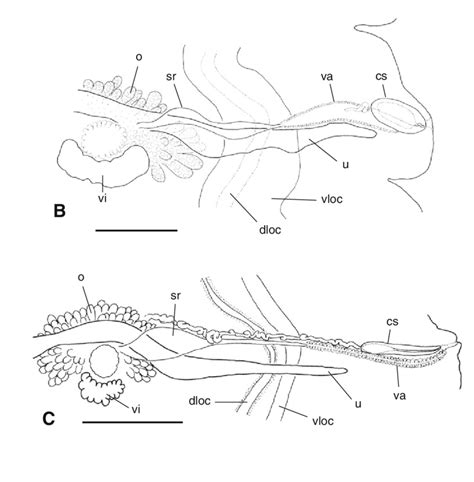 Poral Part Of Mature Proglottids In Mosgovoyia Pectinata A Download Scientific Diagram