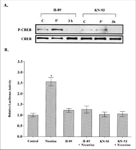 Pka Inhibitor H 89 And Camk Inhibitor Kn 93 Attenuated The