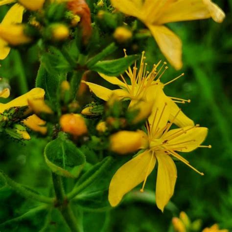 Hypericum Perforatum Echtes Johanniskraut Wildblumenliebe