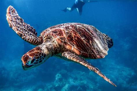 Travel Guide For Visiting The Great Barrier Reef In Australia