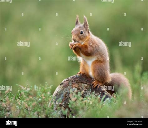 Red Squirrel Eating Nuts Aviemore Scotland Stock Photo Alamy