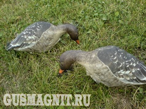Продажа надувных чучел гусей гуменник и казара, Надувные чучела гусей ...