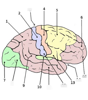 Bio Lab Labeling Functional Parts Of Brain Diagram Quizlet