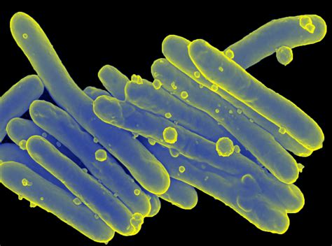 Better Know a Microbe: M. leprae | Microbiology