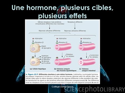 Le Syst Me Endocrinien Un Tr S Bref Aper U Ppt T L Charger