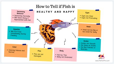 How To Tell If Your Fish Is Healthy And Happy Infograph Pet Fish Pro