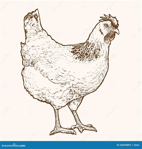 Hand Drawn Hen Illustration Realistic Monochrome Ink Drawing Of