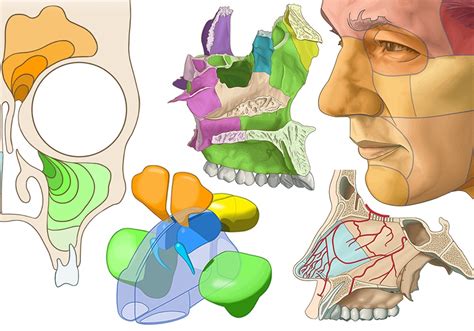 The Nasal Cavity Structure Vasculature Innervation 42 Off