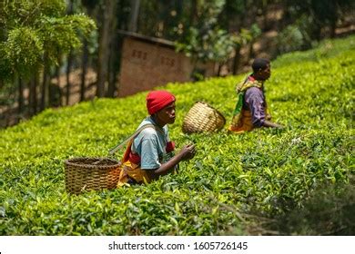 Rwanda Tea Plantations Royalty-Free Images, Stock Photos & Pictures ...