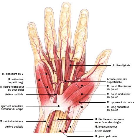 Hand Anatomy Pathologies Examinations Treatments Who To Consult