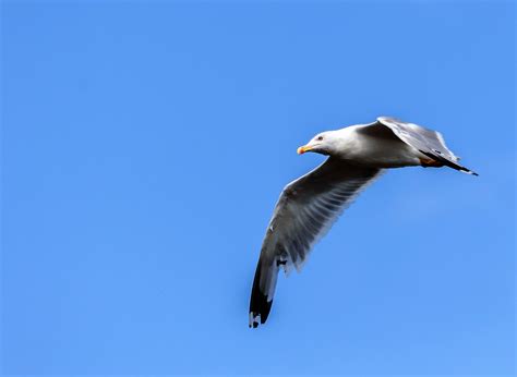 Free Images Beach Coast Bird Wing Sky Seabird Fly Seagull