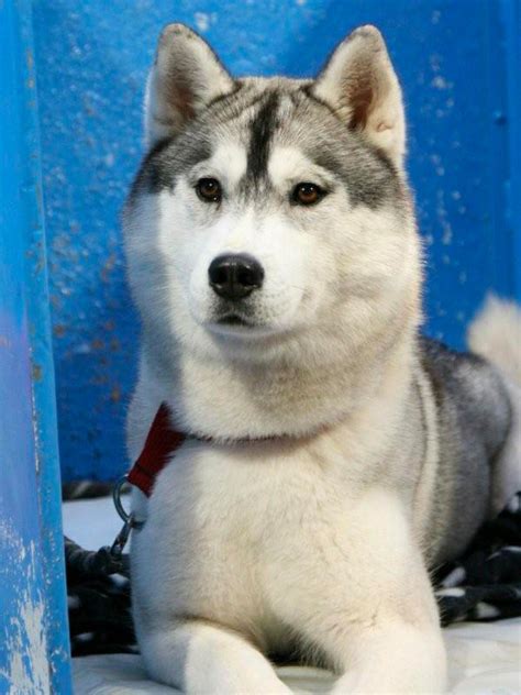 Asryn Kennels Siberian Huskies