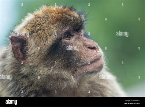 Barbary macaque (Macaca sylvanus) in Gibraltar Stock Photo - Alamy