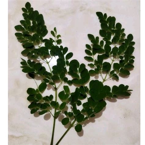 Jual Daun Kelor Atau Moringa Segar Langsung Petik Per Gram Sebagai