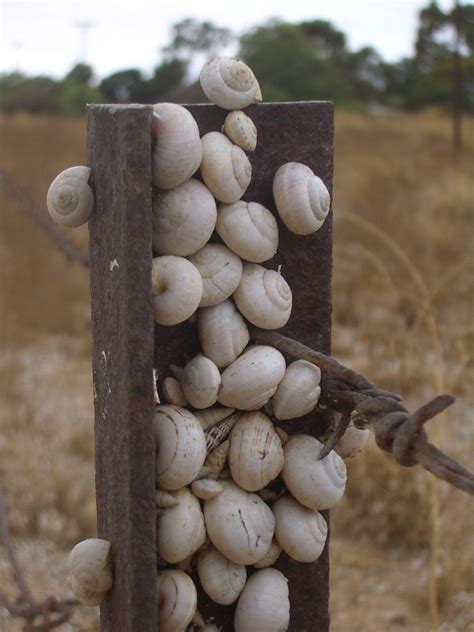 List of invasive species in Australia | Wiki | Everipedia