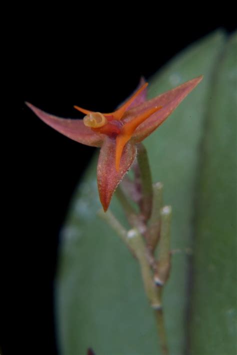 Lepanthes Myiophora Wiel Driessen Flickr