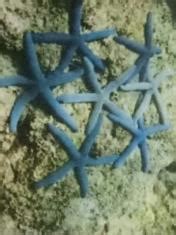 Karakteristik Filum Echinodermata Di Pulau Dua Kabupaten Aceh Selatan