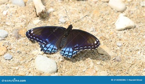 Red-spotted Purple Butterfly, Limenitis Arthemis, Wings Spread Stock ...