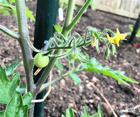 Tomato Flowers Falling Off 6 Reasons For Blossom Drop