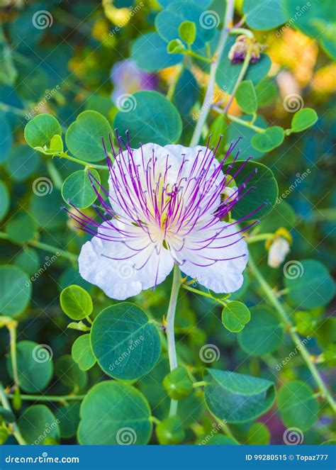 The Plant is Best Known for the Edible Flower Buds Capers. Bea Stock