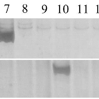 Pcr Amplification For Location Of Rs Specific Marker Sw