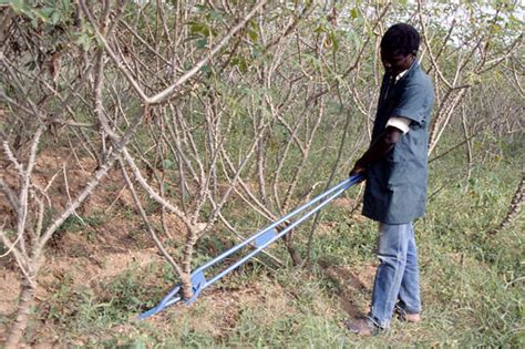 Manual Cassava Harvester Field Worker Uprooting Cassava Ro Flickr