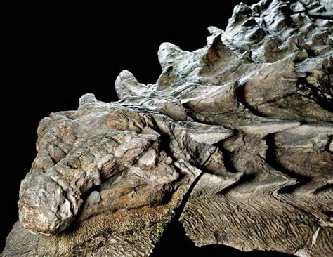 I see your Ice Age Wolf Head, and raise you a “mummified” Nodosaurus ...