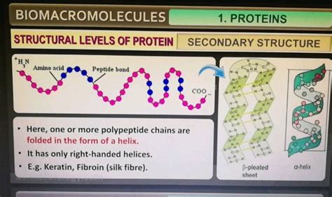 BIOMACROMOLECULES 1 PROTEINS STRUCTURAL LEVELS OF PROTEIN SECONDARY STRU