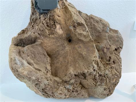 Devonian Sea Life Ny Rocks Ancient Life Of The Empire State — Museum